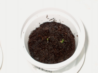 Et und Thet am 22.04.2007